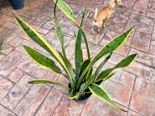 Load image into Gallery viewer, Sansevieria Silver King, Silver Laurentii, 10” pot