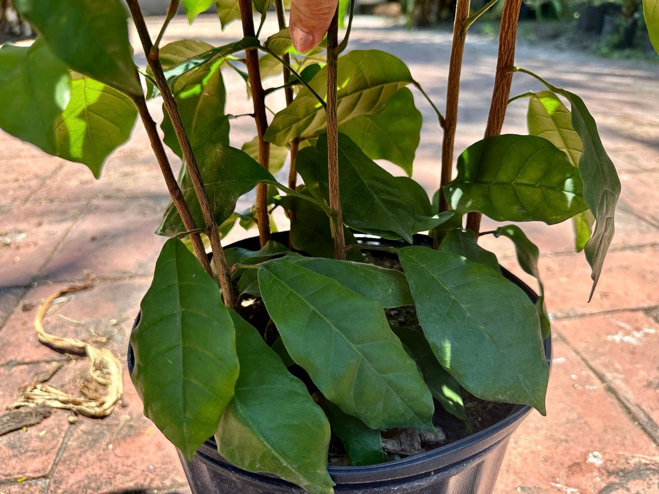 Natal Mahogany, 10” pot Tall