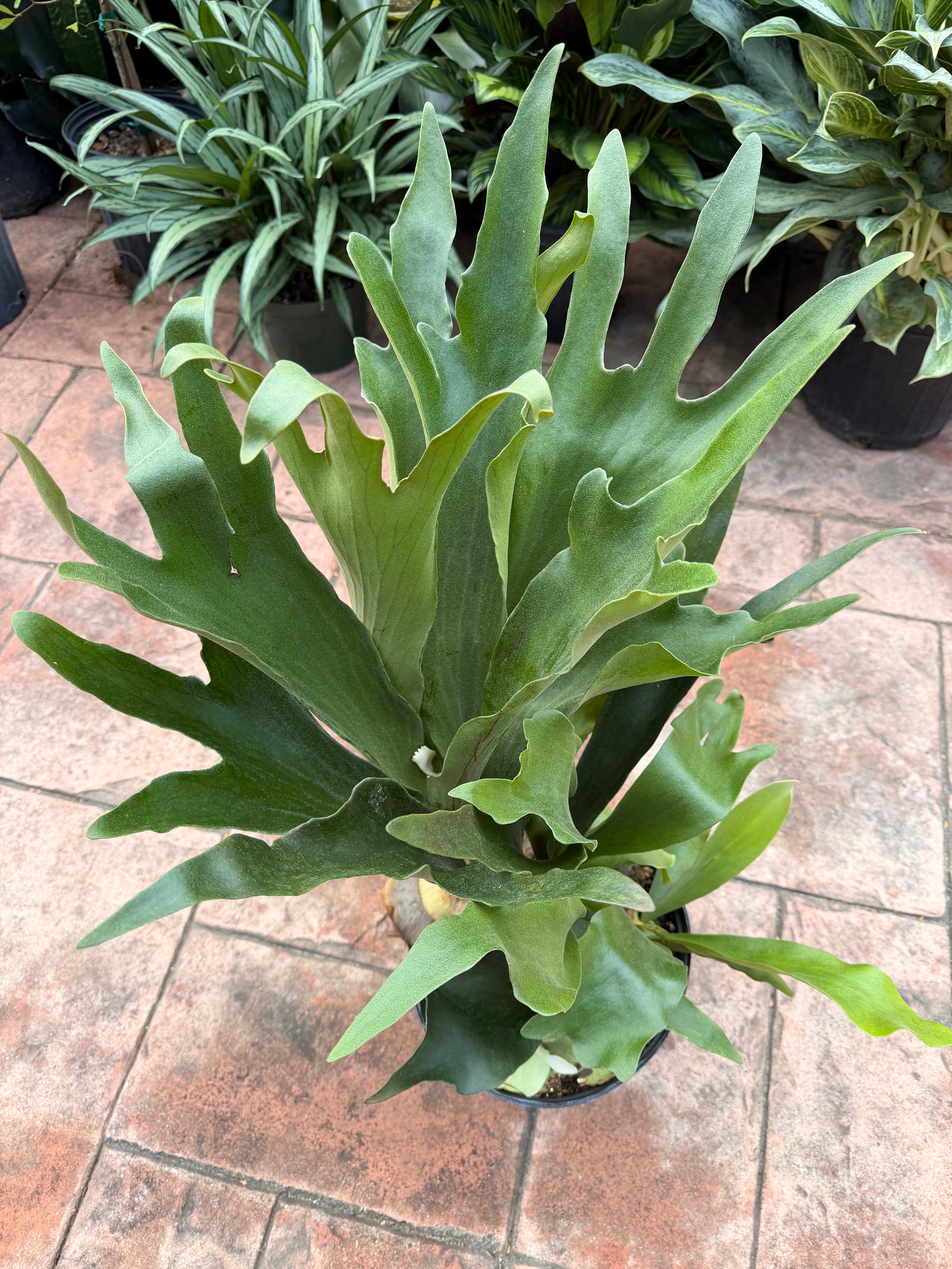 Large Staghorn fern in 8” pot