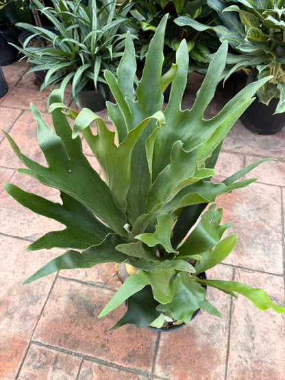 Large Staghorn fern in 8” pot