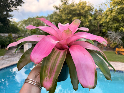 Neoregelia Cotton Candy, 6” pot