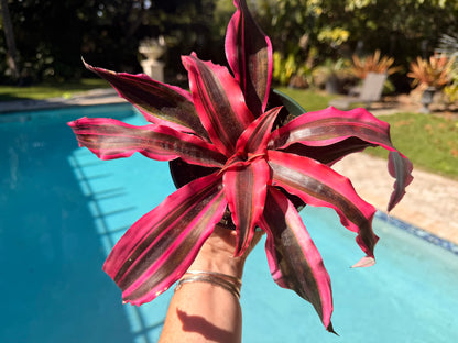 Cryptanthus Red Baron, 5” pot