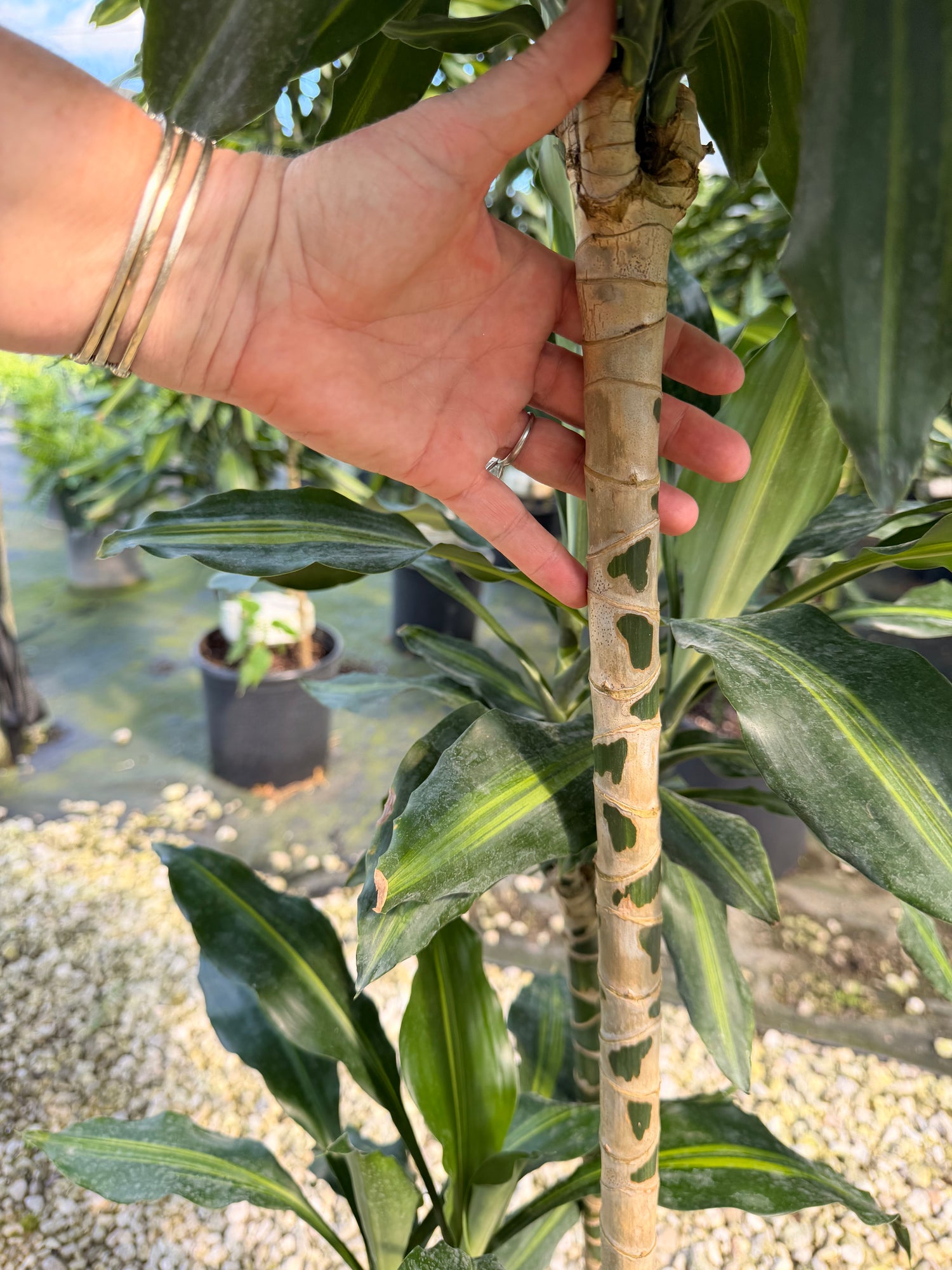 Dracaena Cintho cane, 10” pot