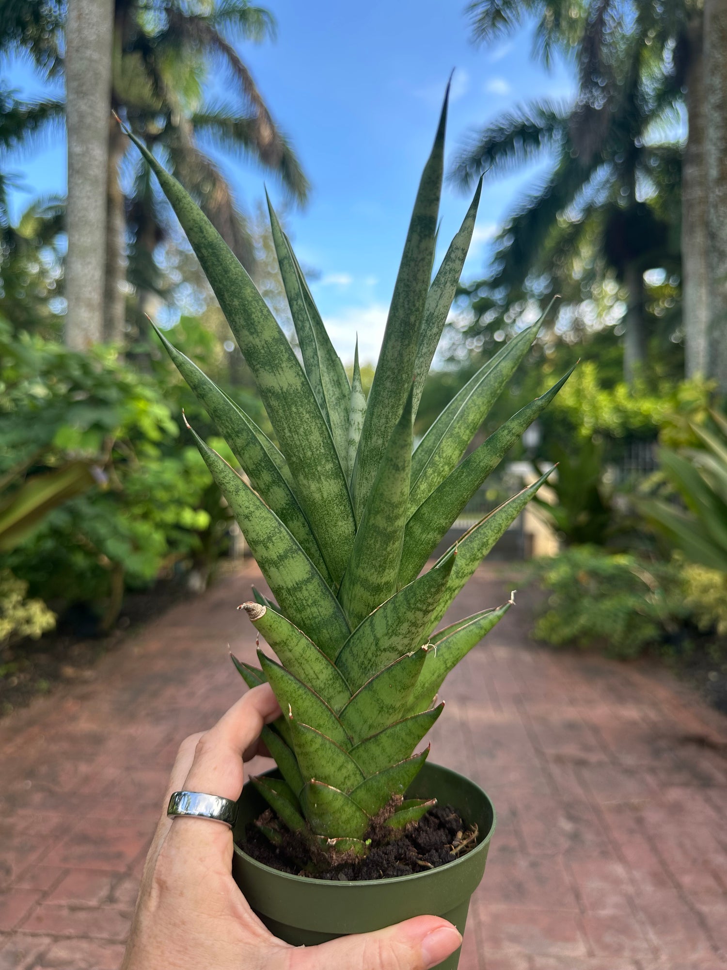 Sansevieria Tower, 4” pot