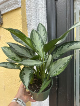 Load image into Gallery viewer, Aglaonema Jubilee, 6” pot