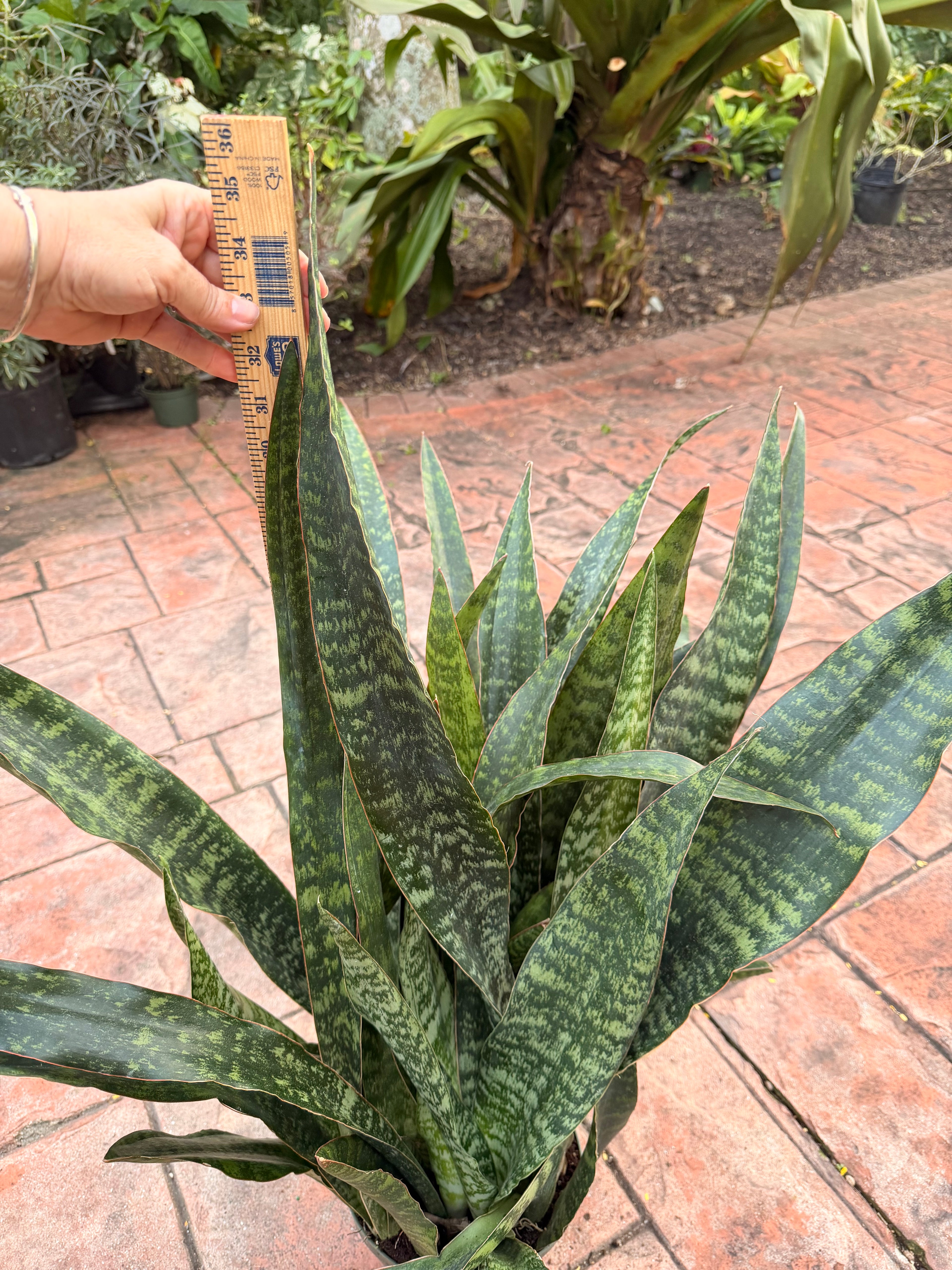 Sansevieria Jaboa, 8” pot Ships GROUND