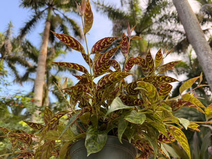 Aeschynanthus Black Pagoda, Lipstick plant, 6” pot