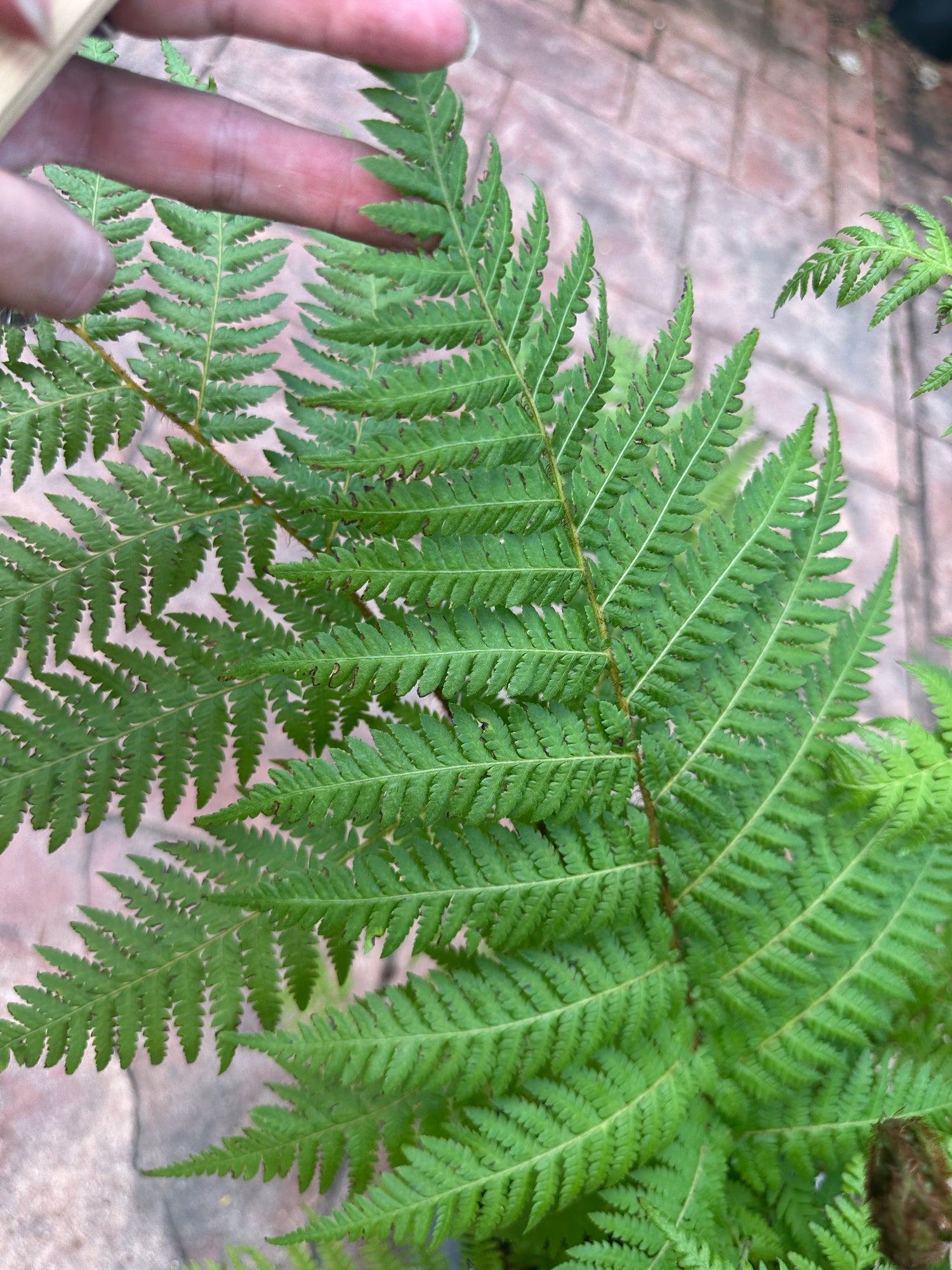 Australian Tree Fern, 10” pot