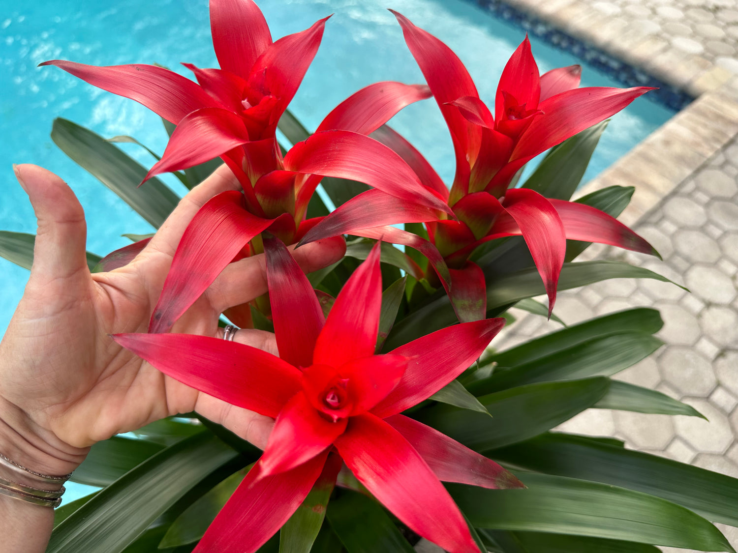 Guzmania planting, 8” pot. 3 plants per pot All red