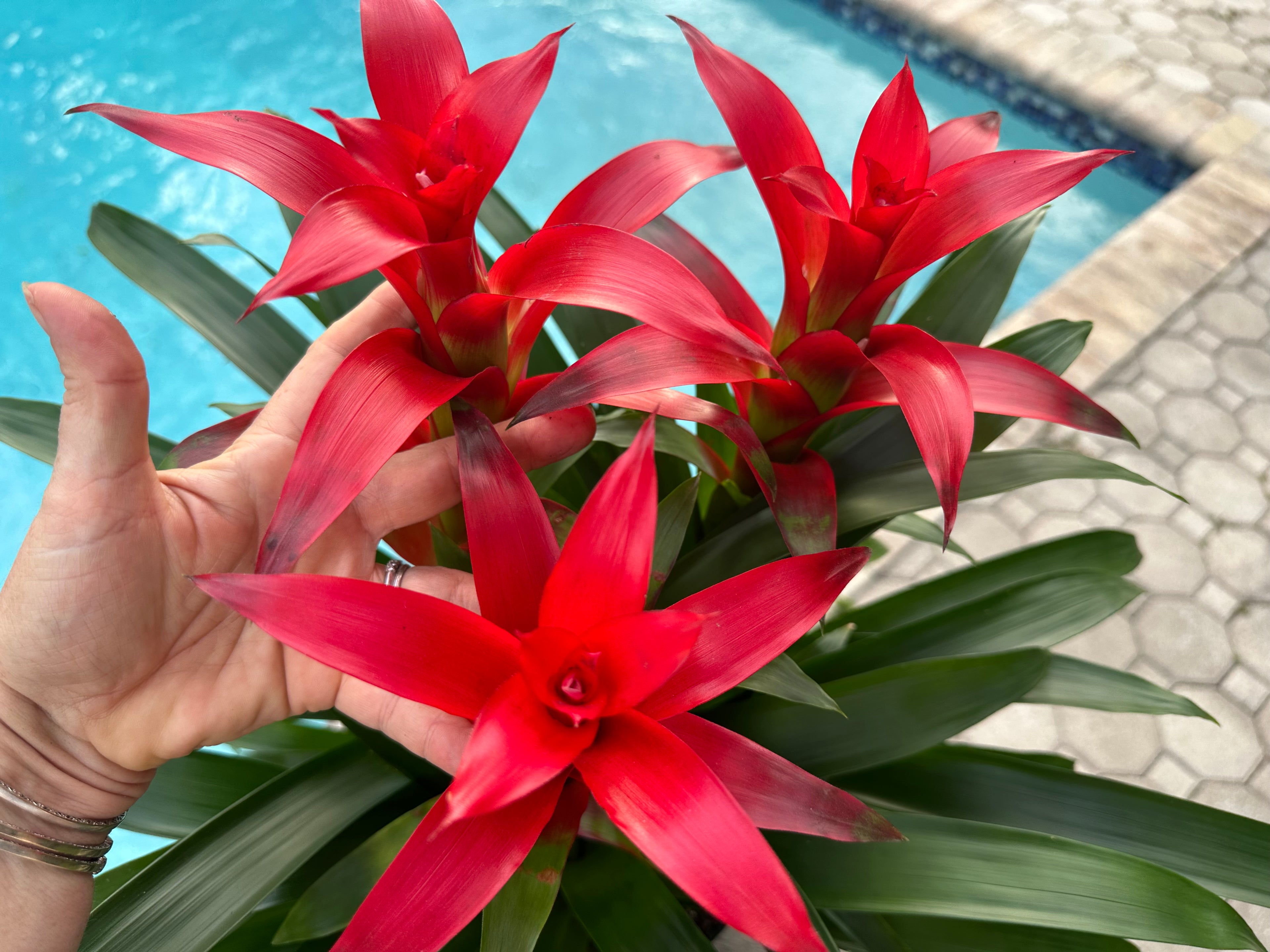 Guzmania planting, 8” pot. 3 plants per pot All red