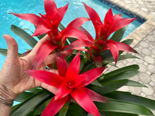 Load image into Gallery viewer, Guzmania planting, 8” pot. 3 plants per pot All red