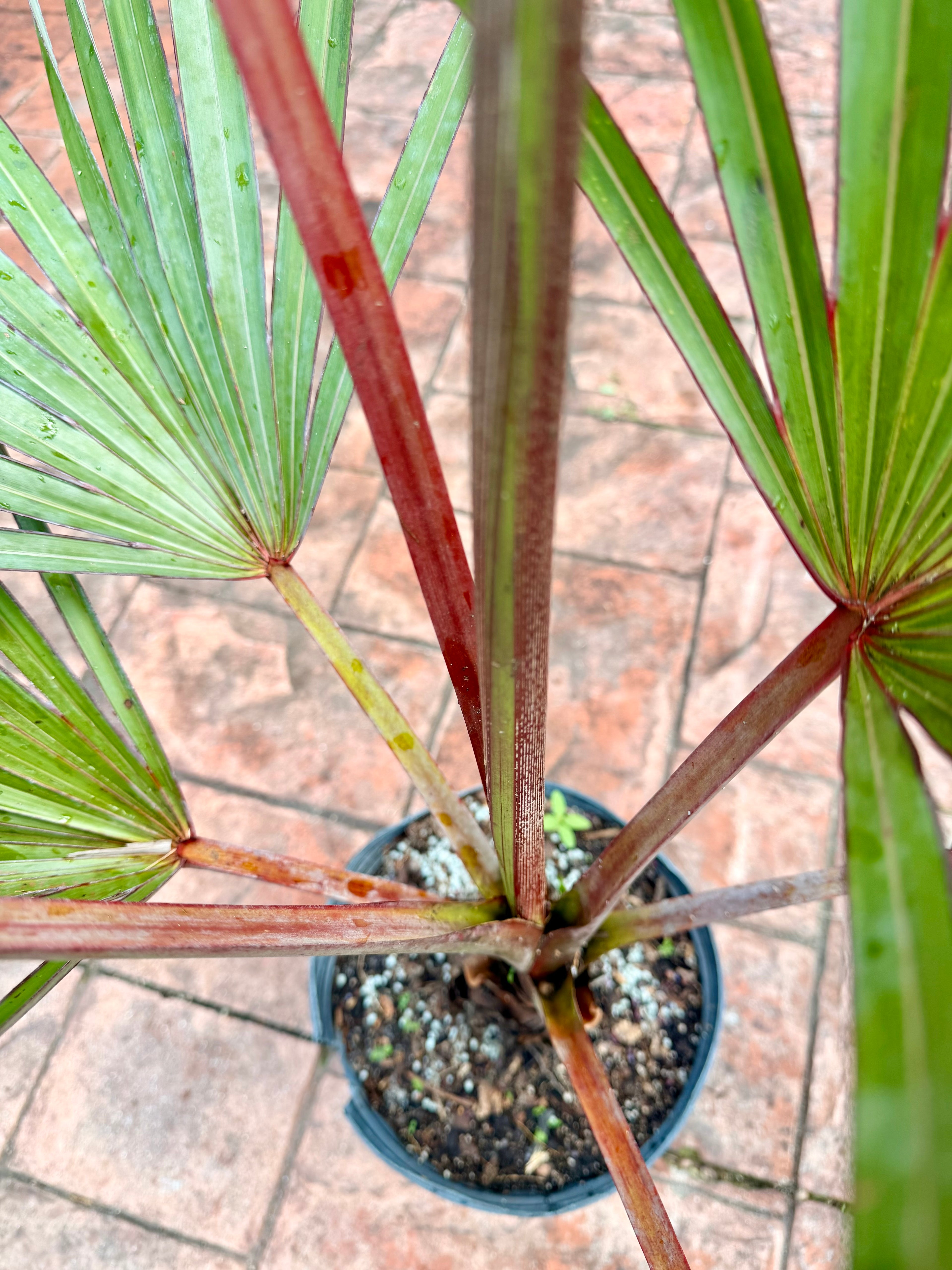 Red Latan palm, 10” pot