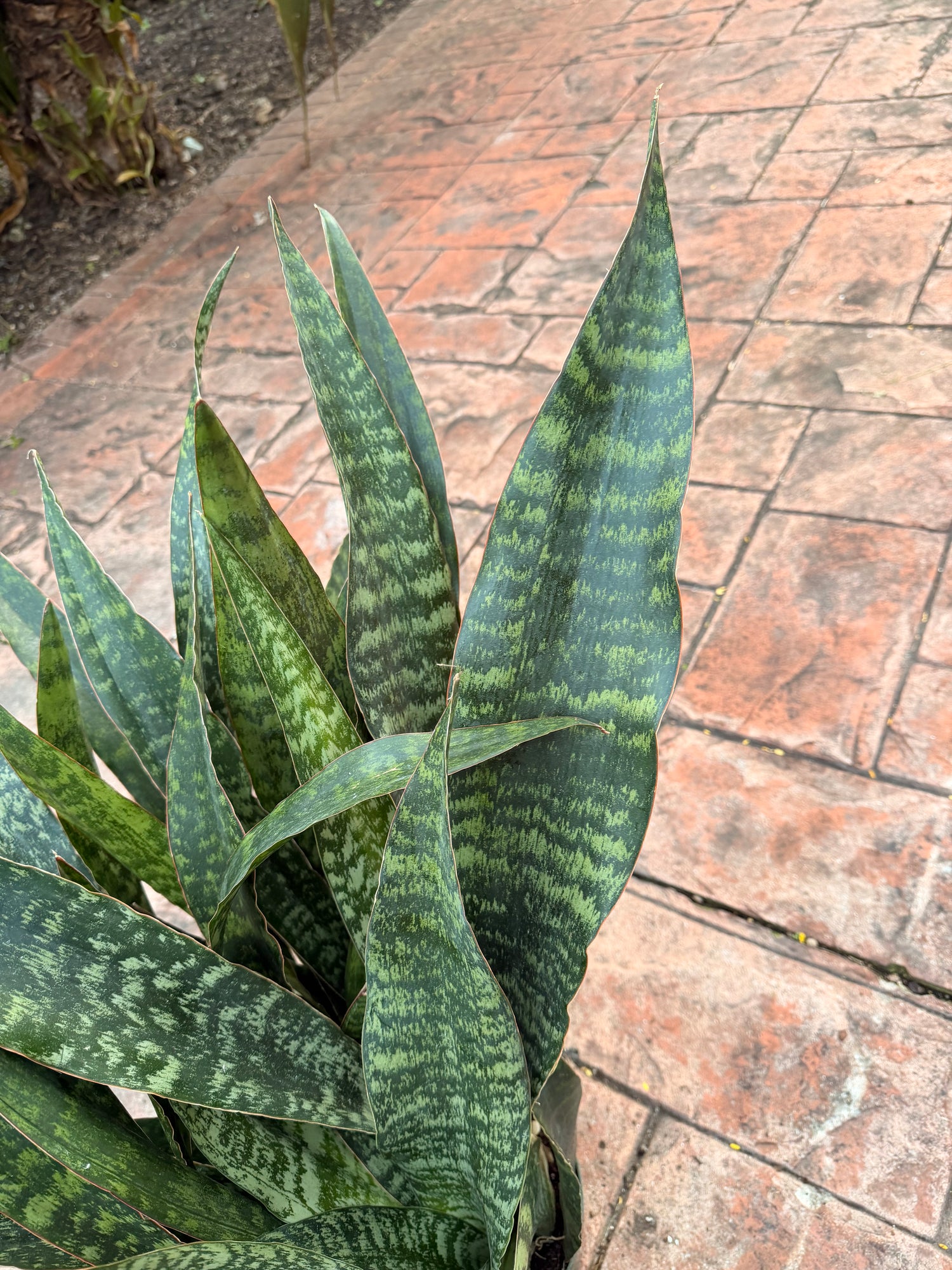 Sansevieria Jaboa, 8” pot Ships GROUND