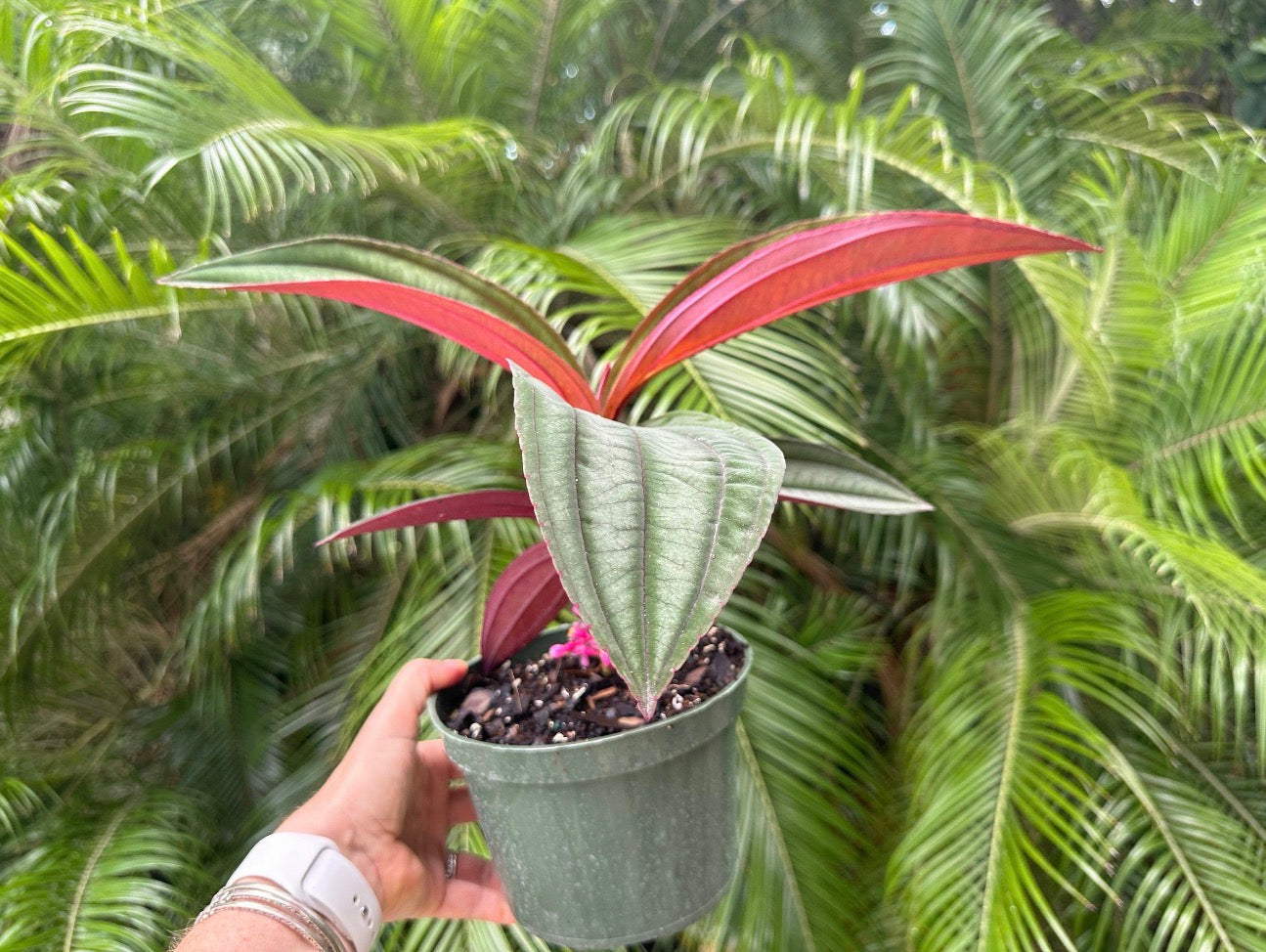 Medinilla Gregori Hambali, 6” pot