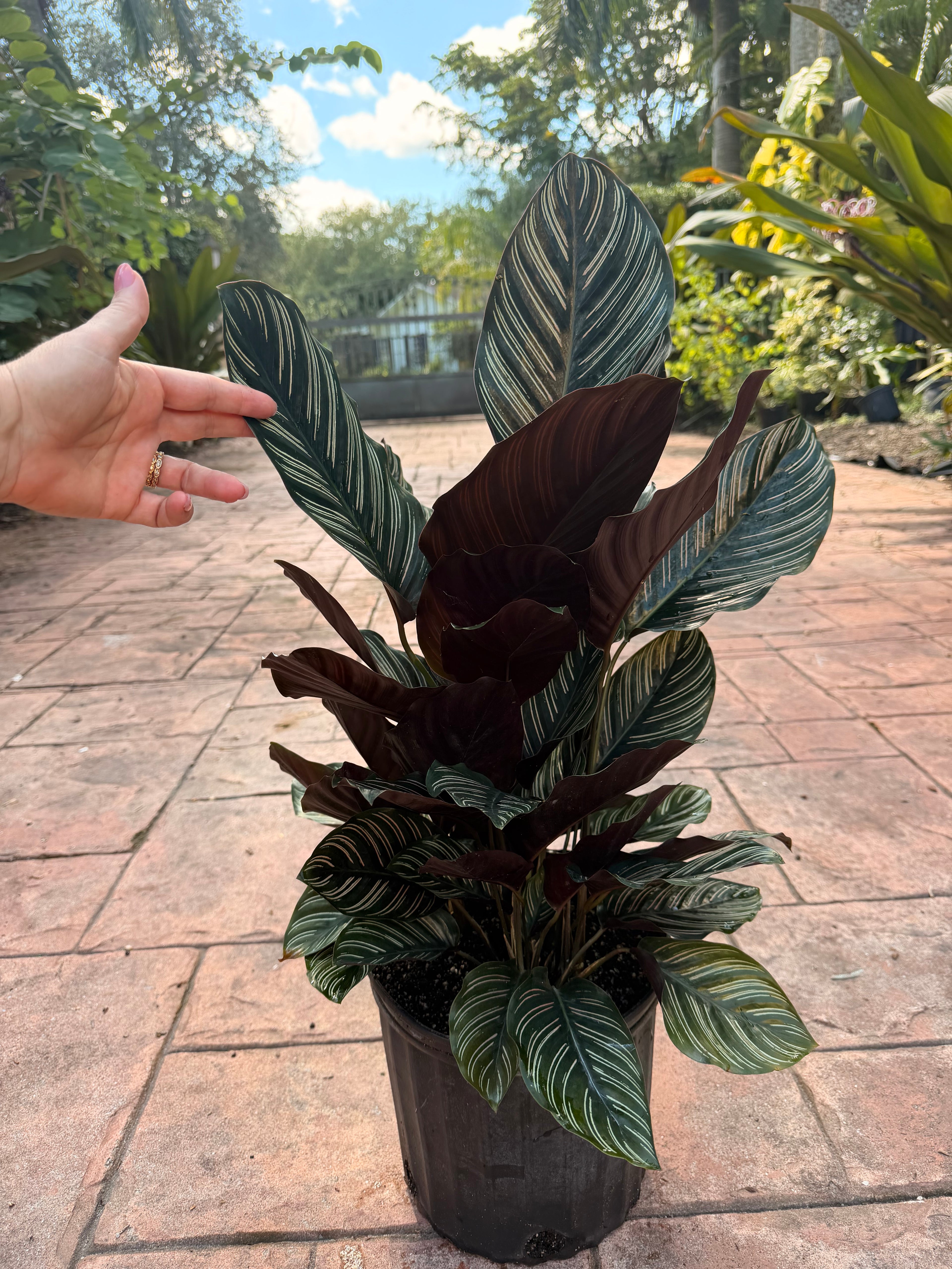 Calathea Ornata, 10” pot
