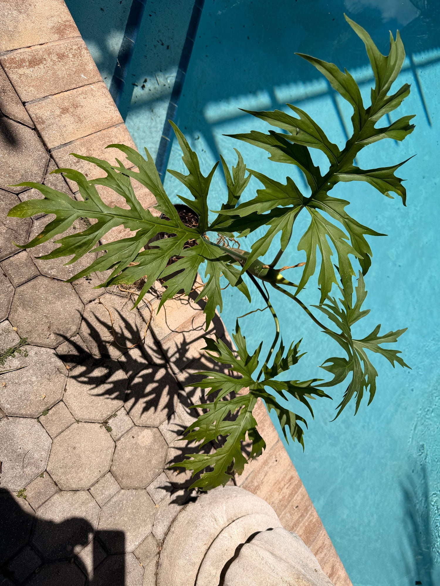 Philodendron Warscewiczii, Snowflake, 6” pot. Ready for 8” pot. Actual plant