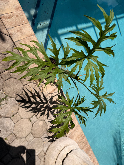 Philodendron Warscewiczii, Snowflake, 6” pot. Ready for 8” pot. Actual plant