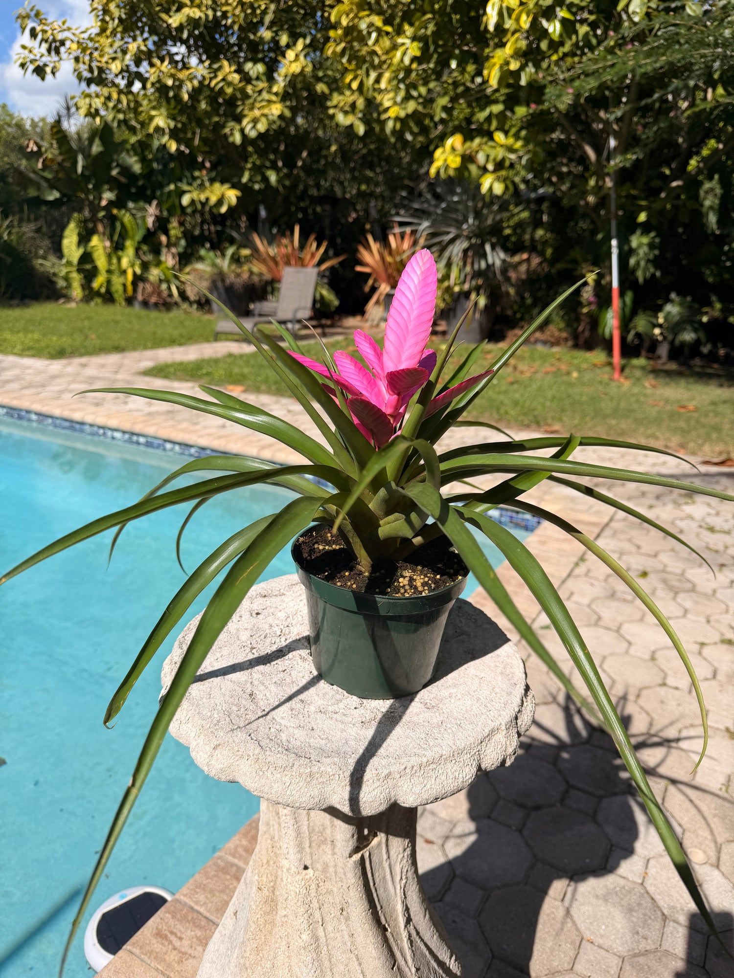 Tillandsia ‘Antonio’, 5” pot