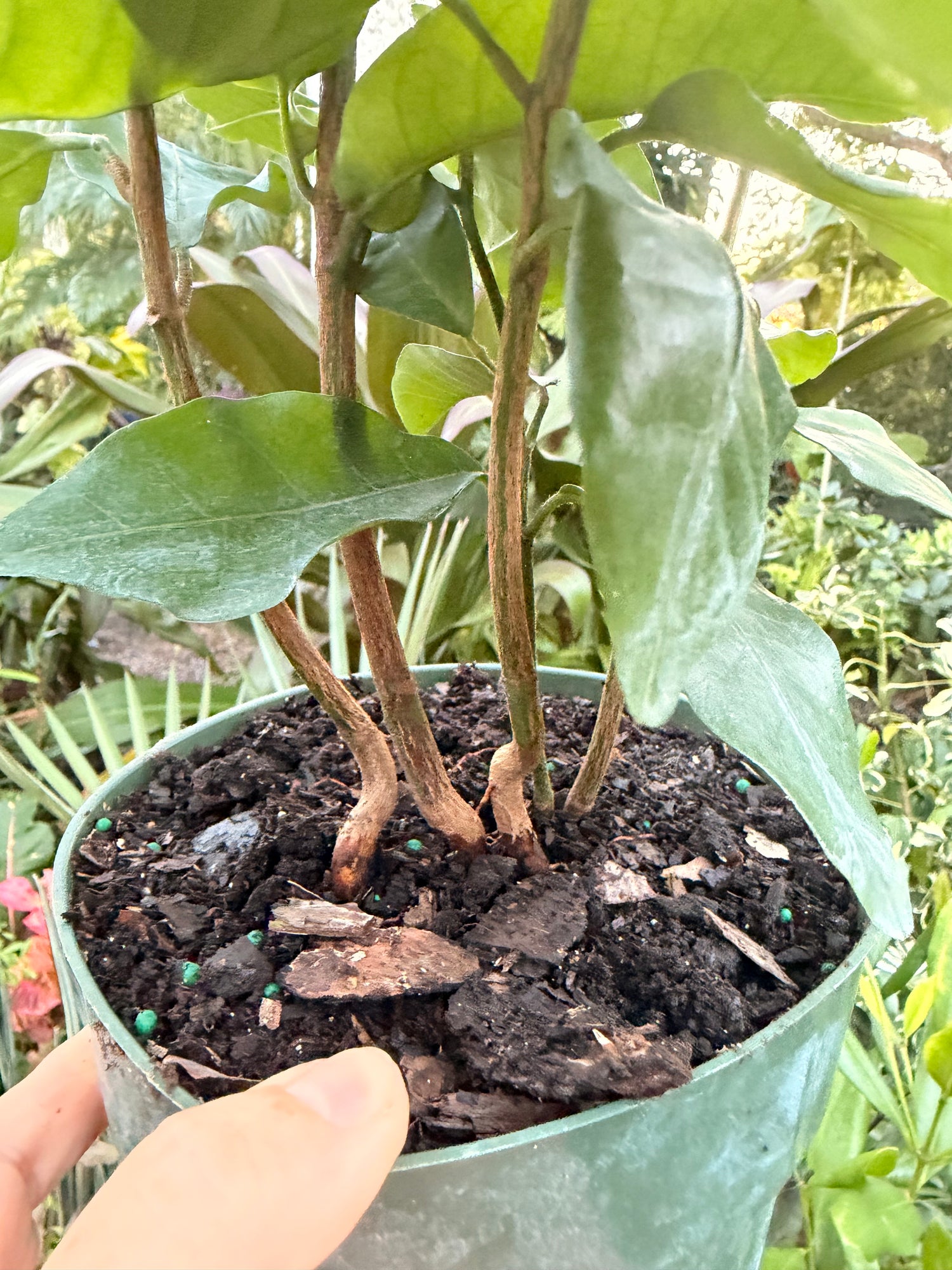 Natal Mahogany, 6” pot