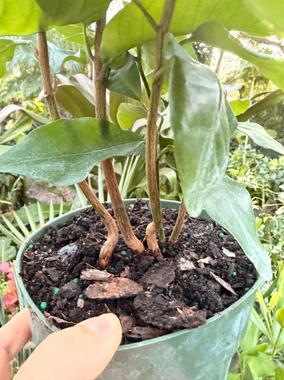 Natal Mahogany, 6” pot