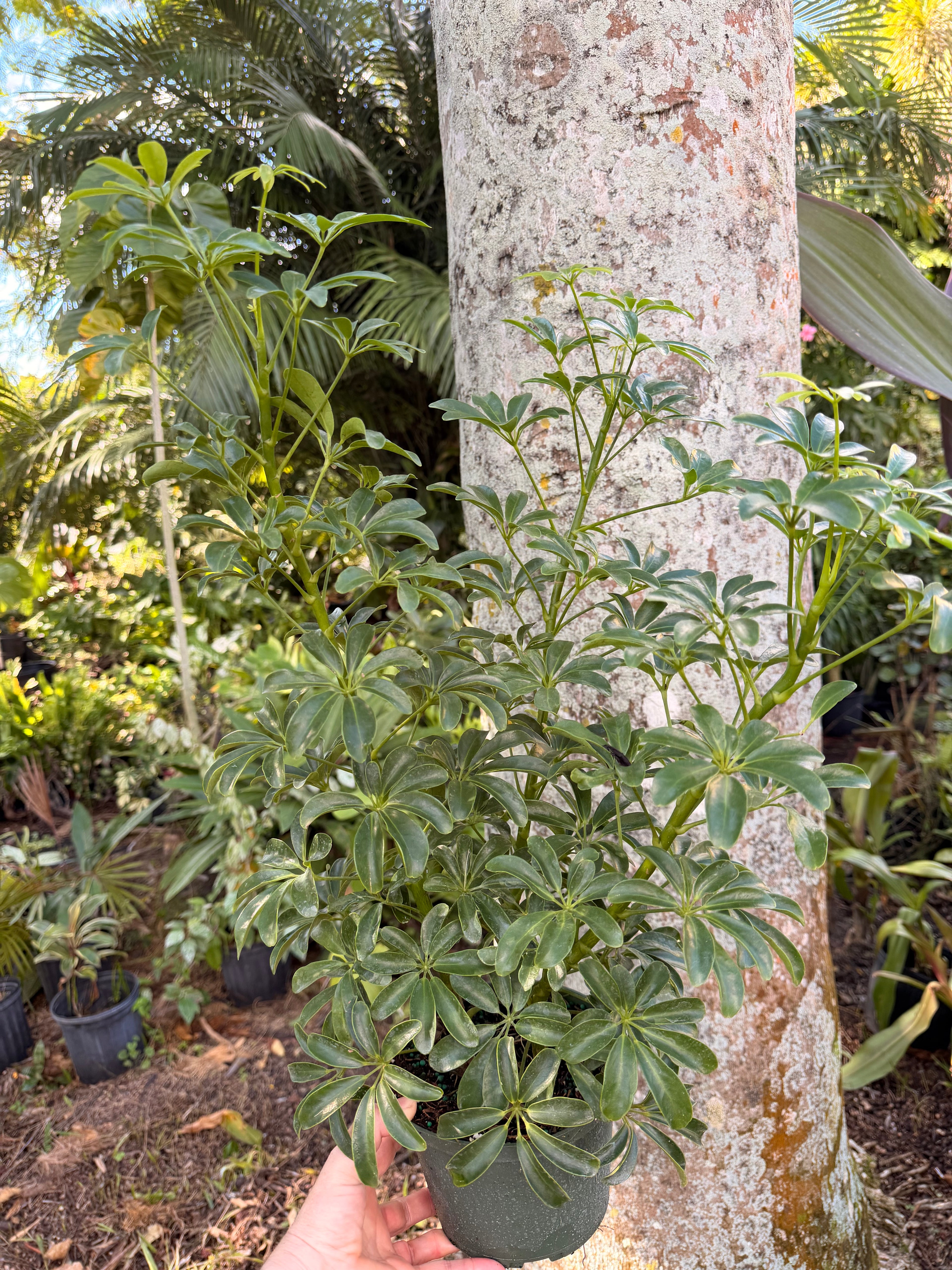 Schlefflera arboricola Dwarf, 6” pot