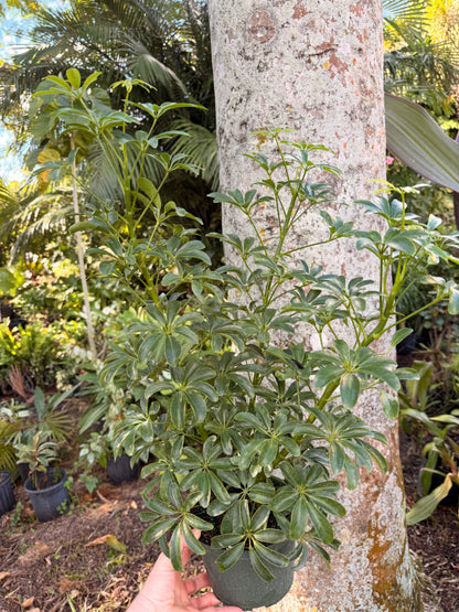 Schlefflera arboricola Dwarf, 6” pot