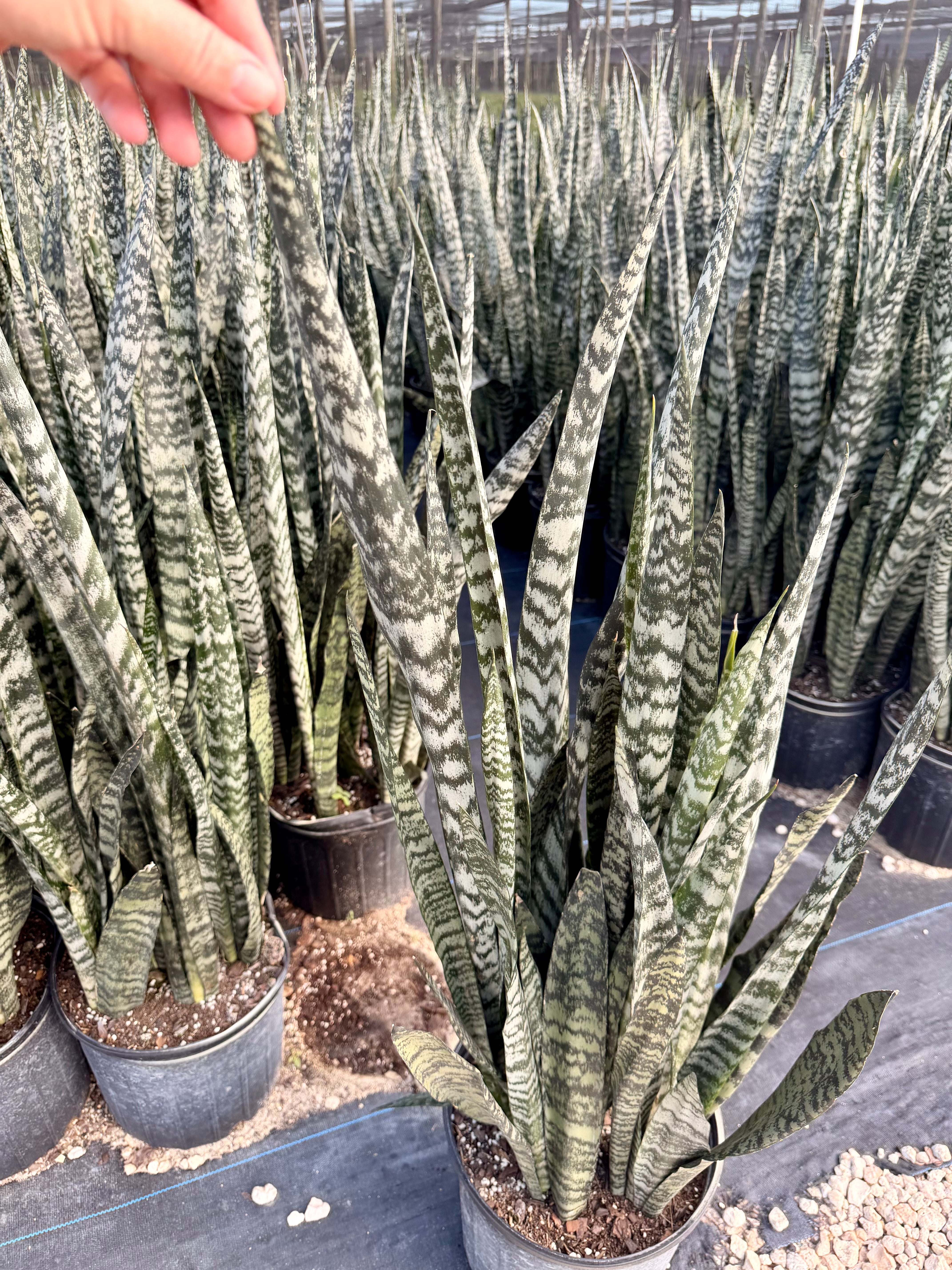 Sansevieria Peppermint, 10” pot - Ships GROUND – Green Millennium