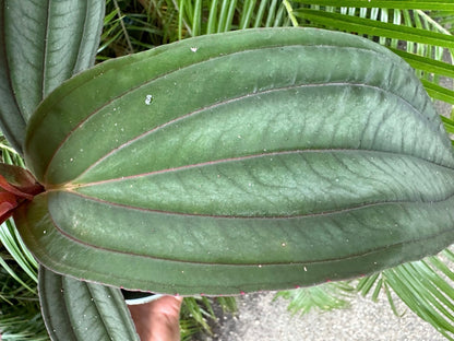 Medinilla Gregori Hambali, 6” pot