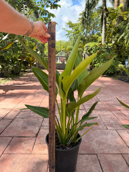 Travelers palm, 10” pot