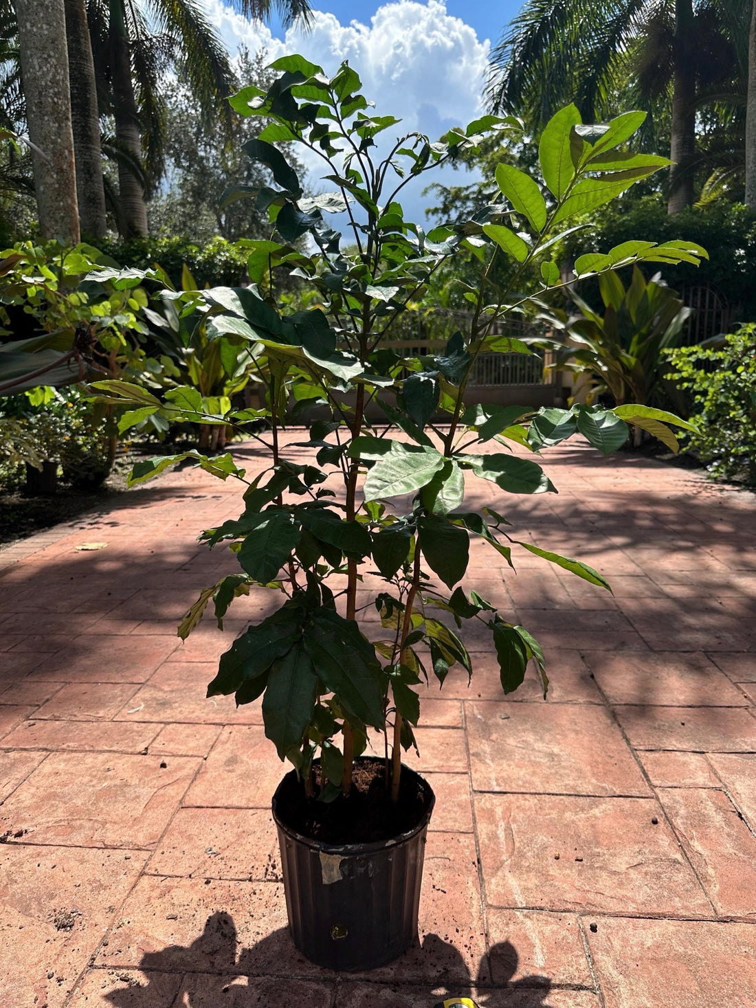 Natal Mahogany, 10” pot Tall