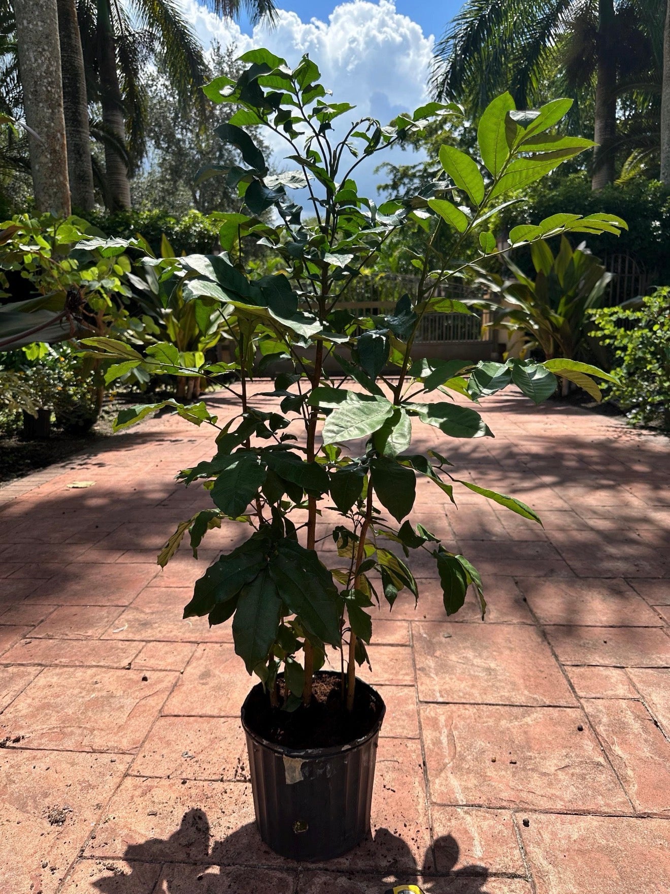 Natal Mahogany, 10” pot Tall