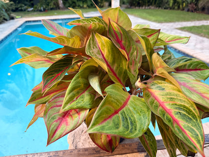 Aglaonema Golden Flourite, 8” pot
