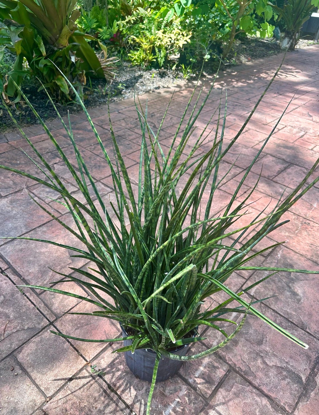 Sansevieria Fernwood, 10” pot Full pot