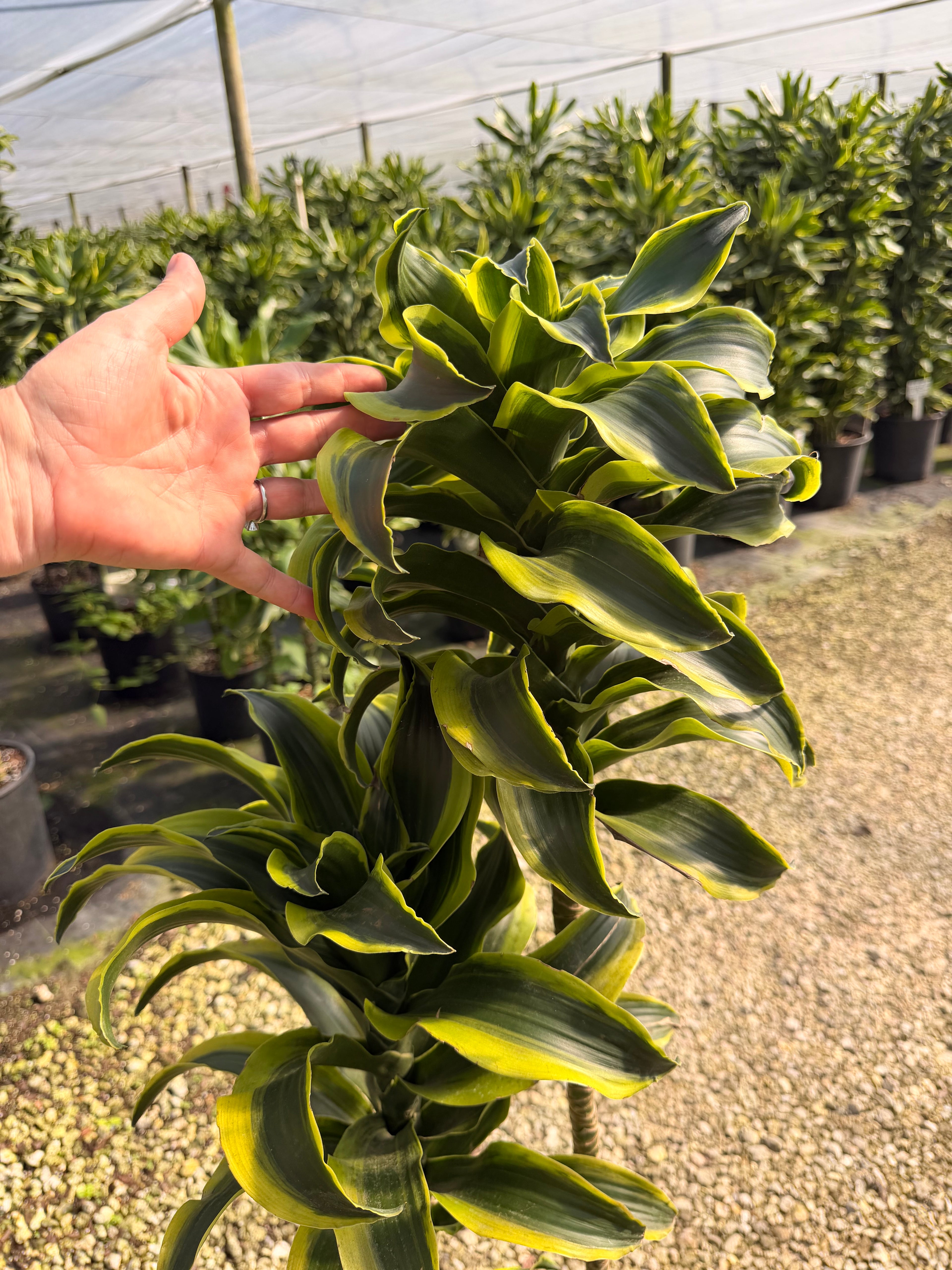 Dracaena Tornado cane, 10” pot
