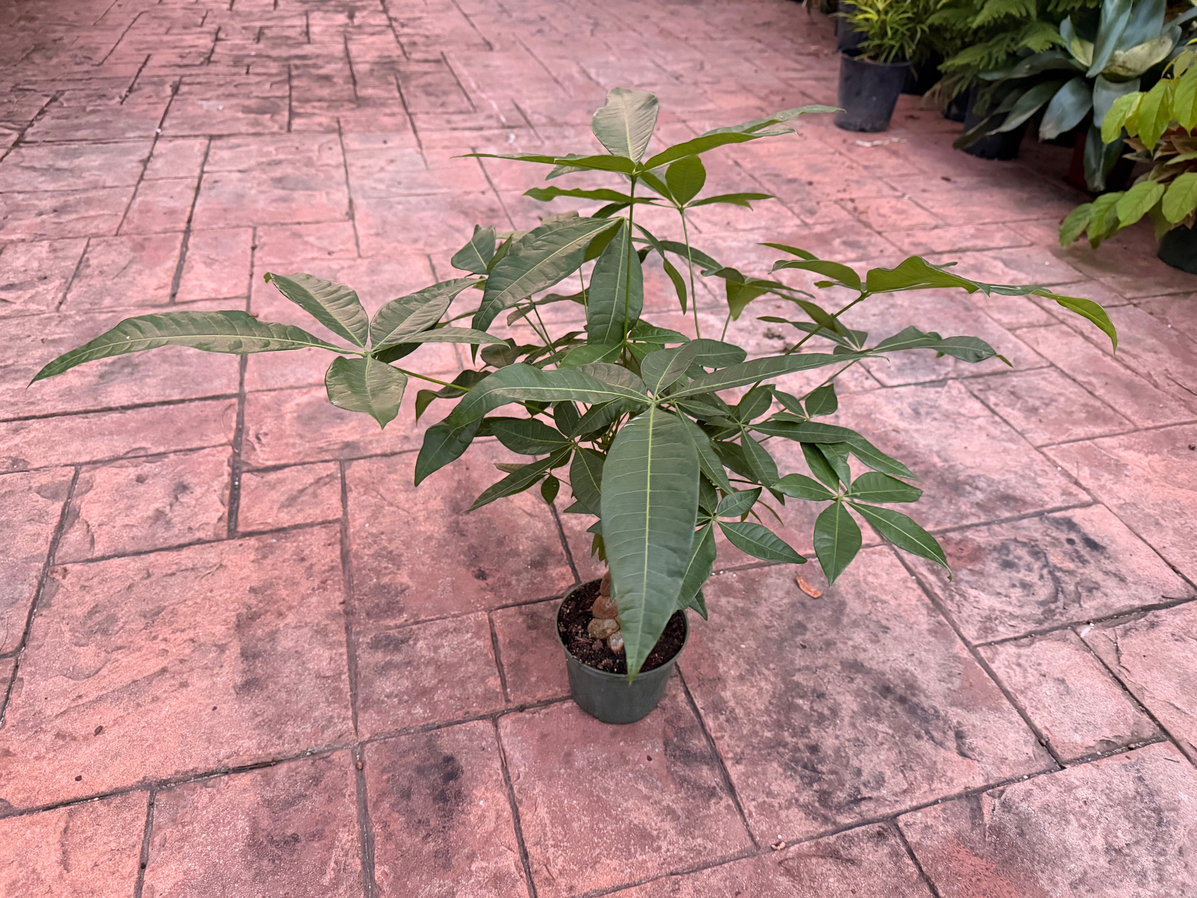 Money tree, Jumbo braid, 6” pot