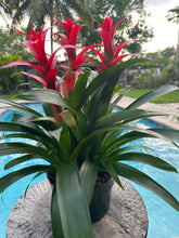 Load image into Gallery viewer, Guzmania planting, 8” pot. 3 plants per pot All red