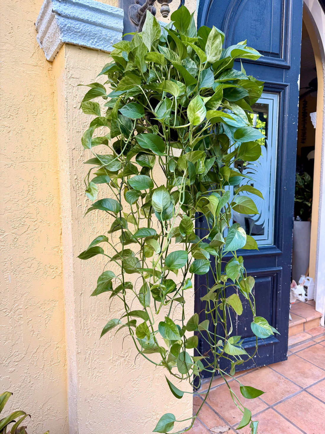 Marble Queen photos, 8” pot XL