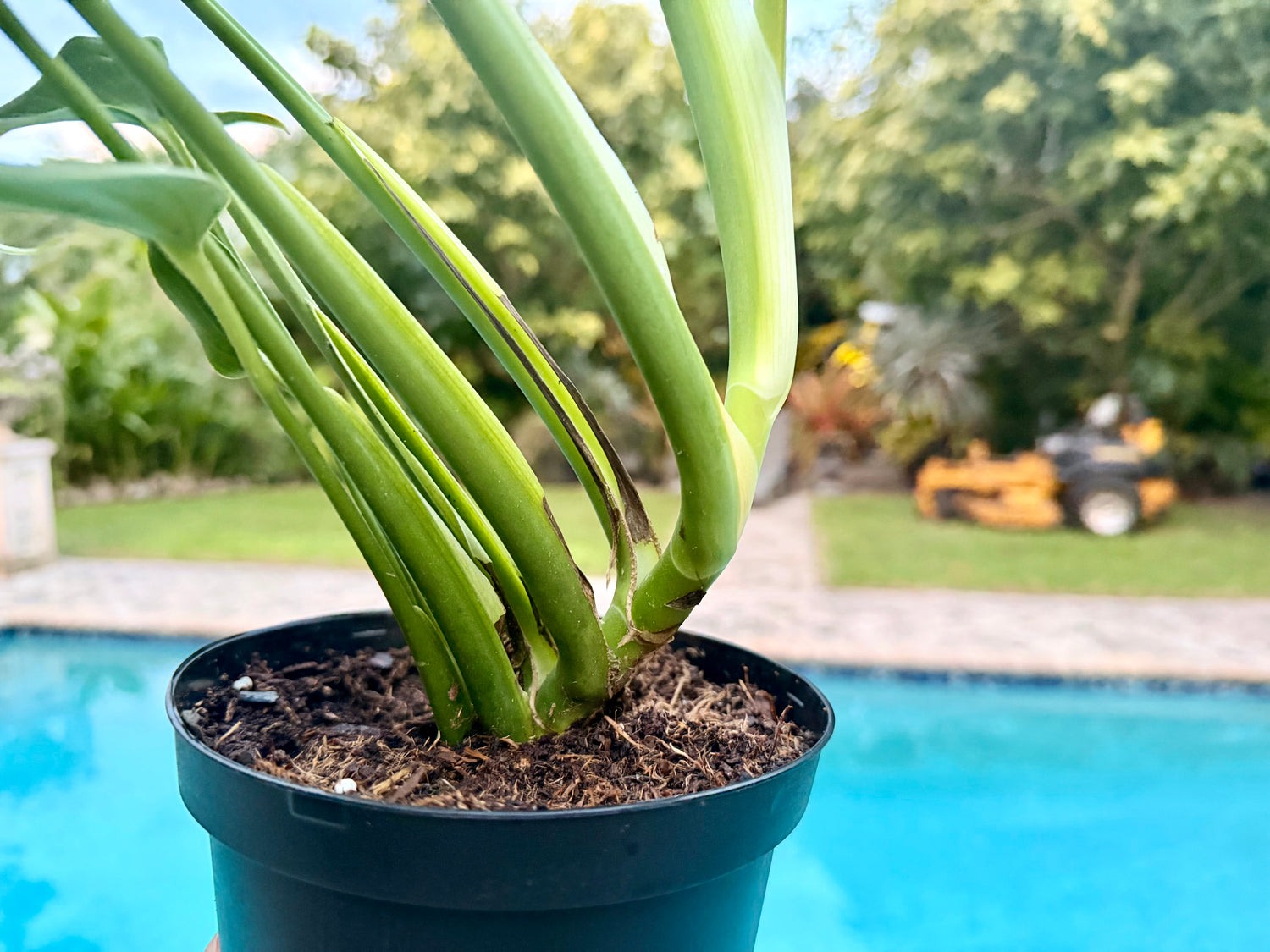 Monstera Burle Marx Flame, 6” pot