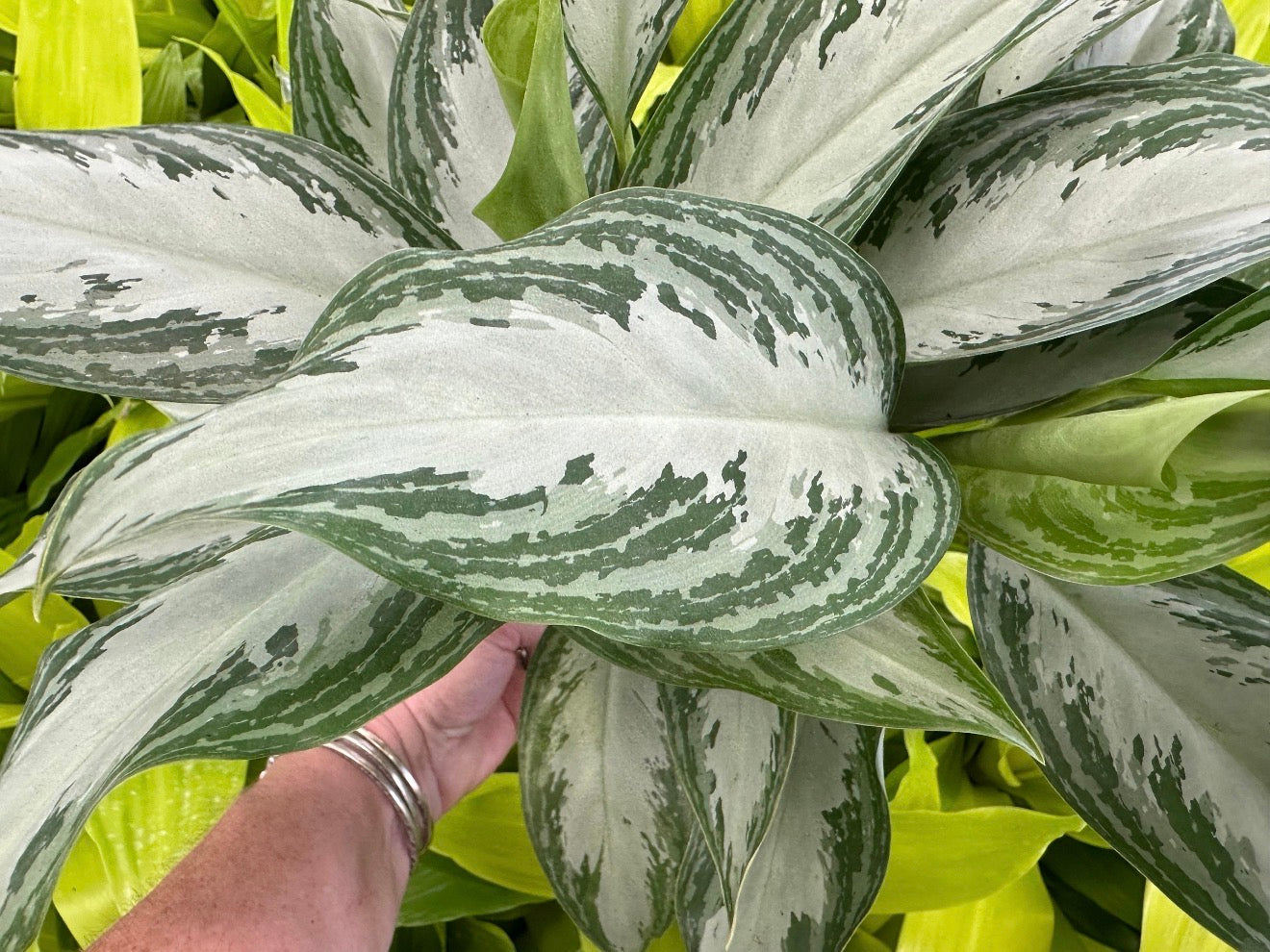 Aglaonema Crystal Bay, 6” pot