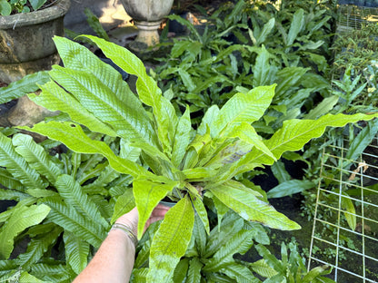 Crocodile fern, 6” pot - Microsorum musifolium