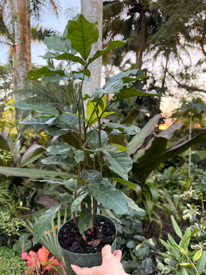 Natal Mahogany, 6” pot