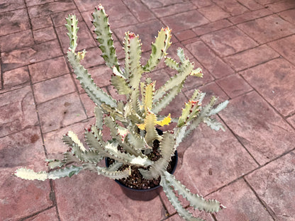 White Ghost Cactus, Euphorbia lactea, 10” pot/3 g pot. Actual plant