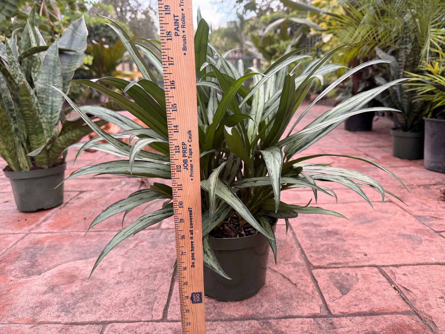Aglaonema Cutlass, 8” pot