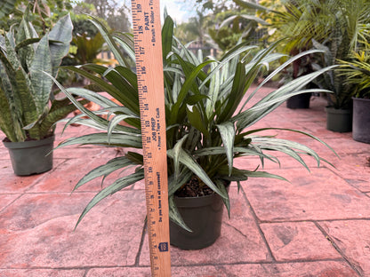 Aglaonema Cutlass, 8” pot