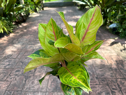 Aglaonema Golden Flourite, 6” pot