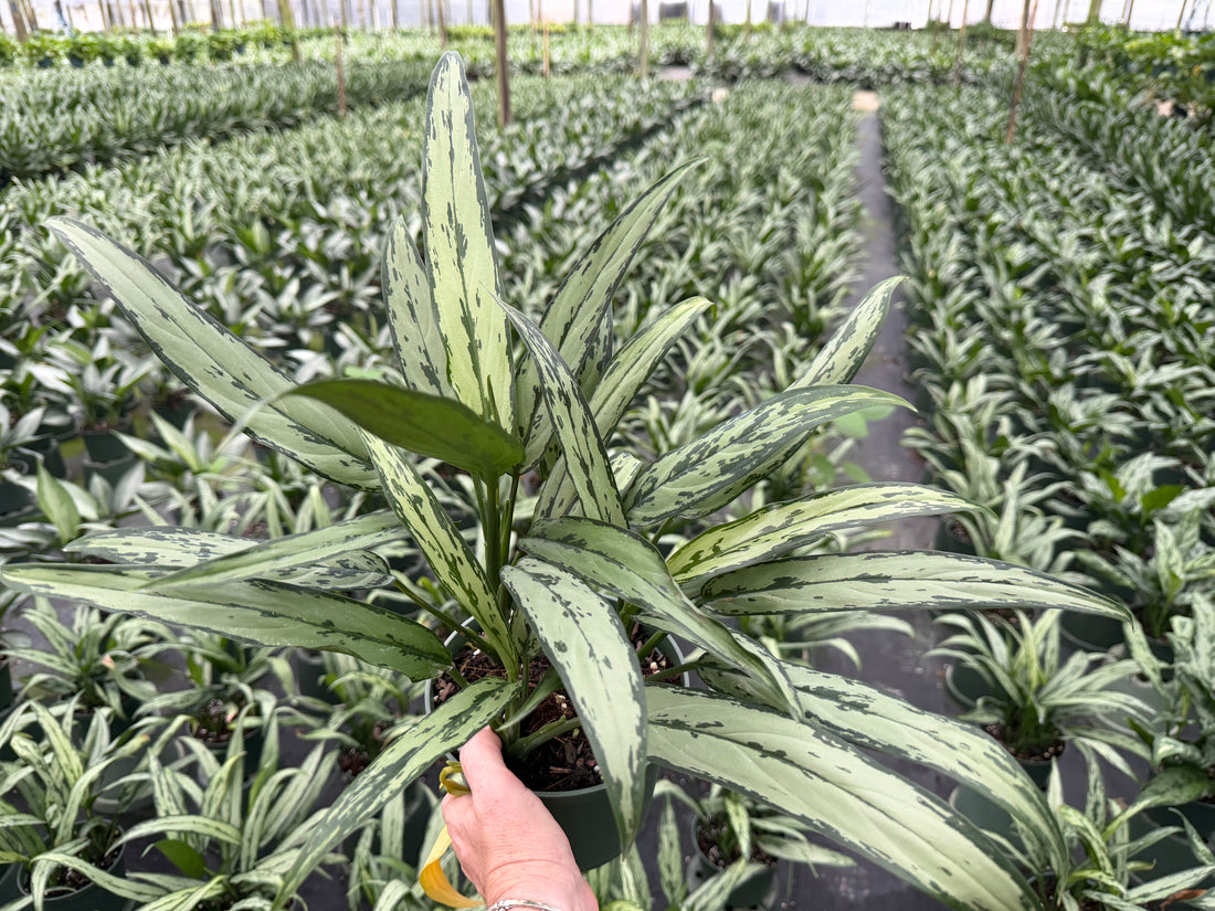 Aglaonema Cutlass, 6”pot