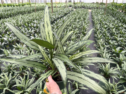 Aglaonema Cutlass, 6”pot