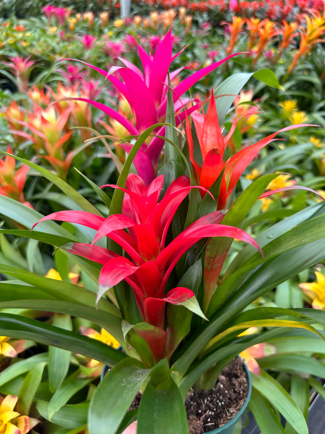 Guzmania planting, 8” pot. 3 plants per pot