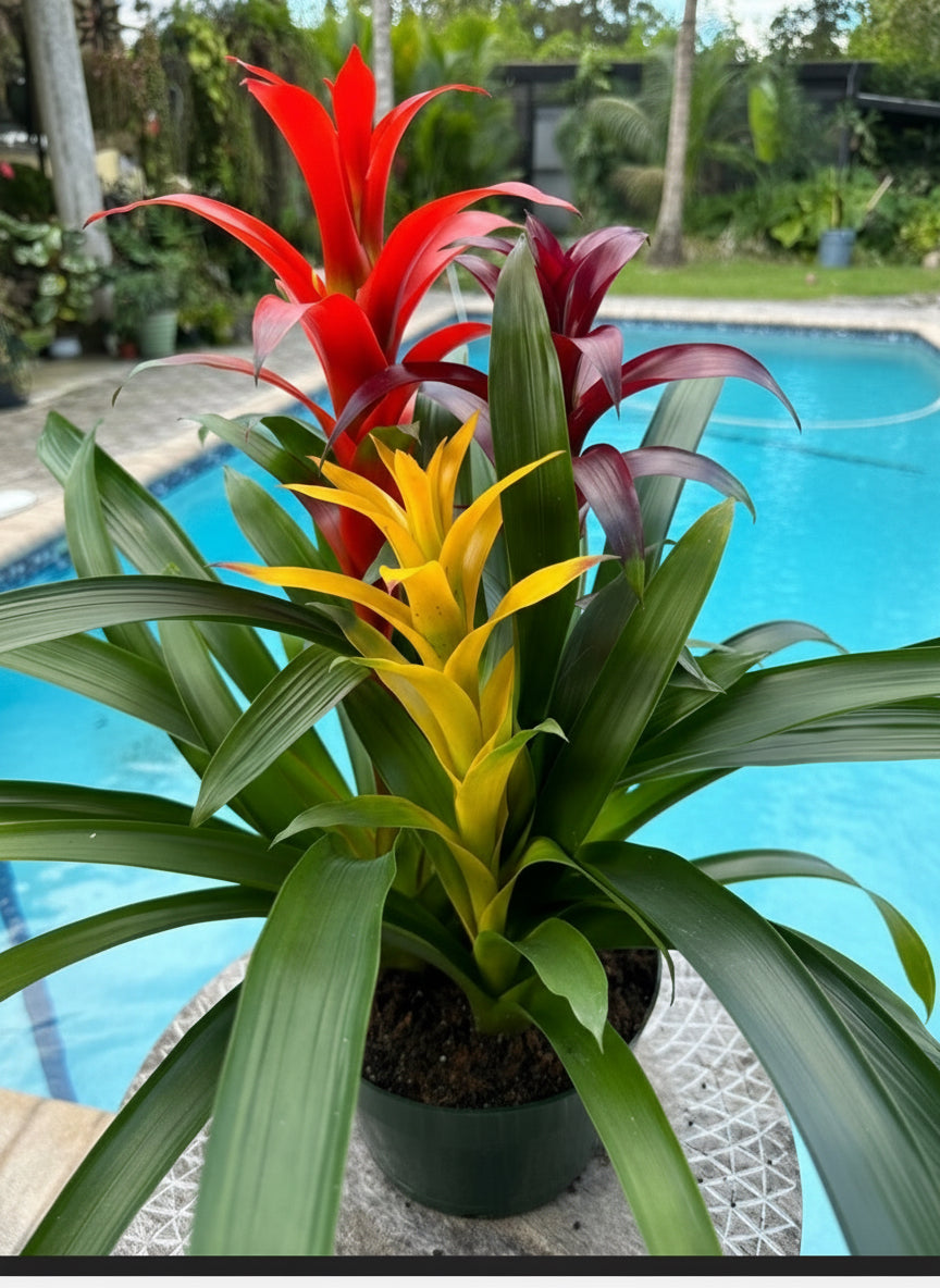 Guzmania planting, 8” pot. 3 plants per pot Different colors