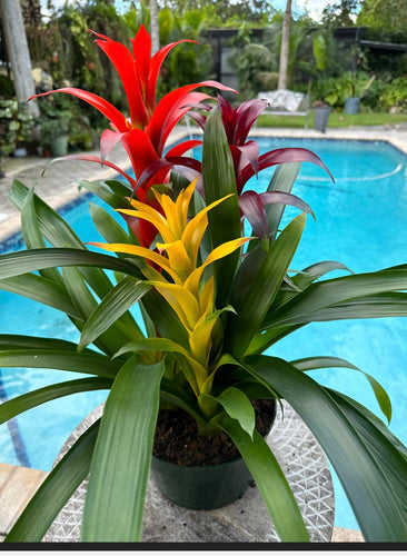 Guzmania planting, 8” pot. 3 plants per pot Different colors